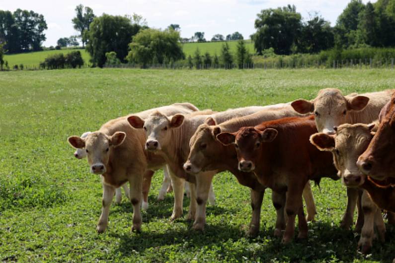 Cavan beef expert says small farms under threat