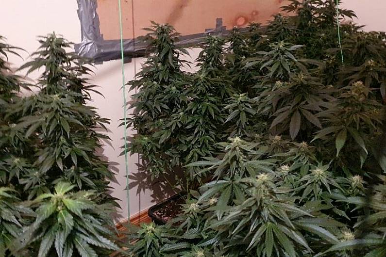 &euro;132k worth of cannabis discovered in Sligo