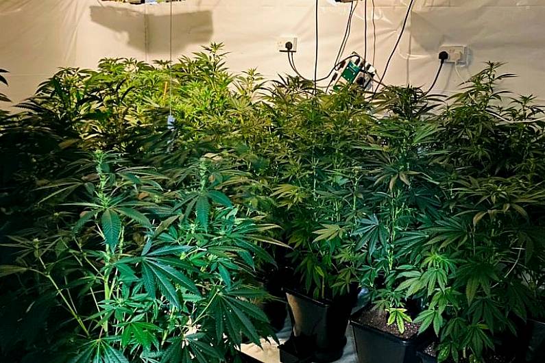 Man arrested after discovery of cannabis grow house in Castleblayney