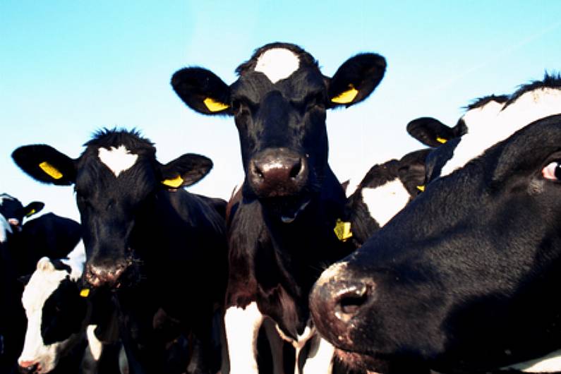 'Large number' of cattle stolen in Monaghan