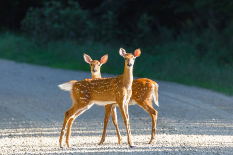 Listen Back: Calls for 'wildlife officer' to be reinstated locally