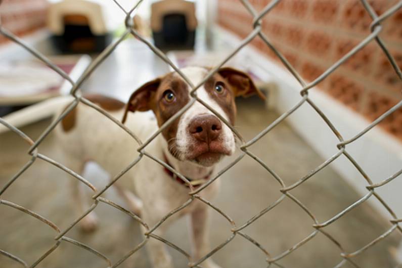 Intake of dogs at Monaghan pound 'more than doubles'