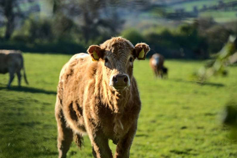 Listen Back - Ulster IFA chair promotes Farm Safety Week