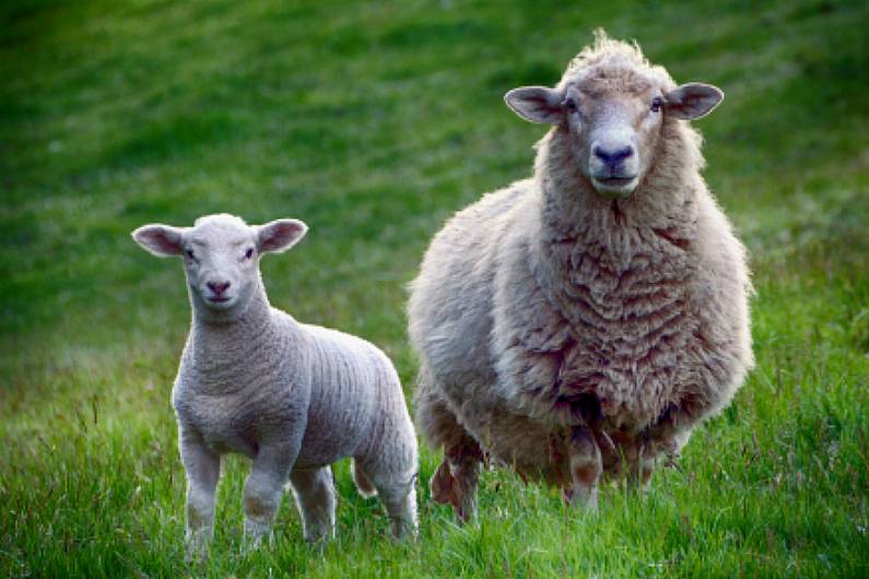 Spate of sheep attacks by dogs in Cavan