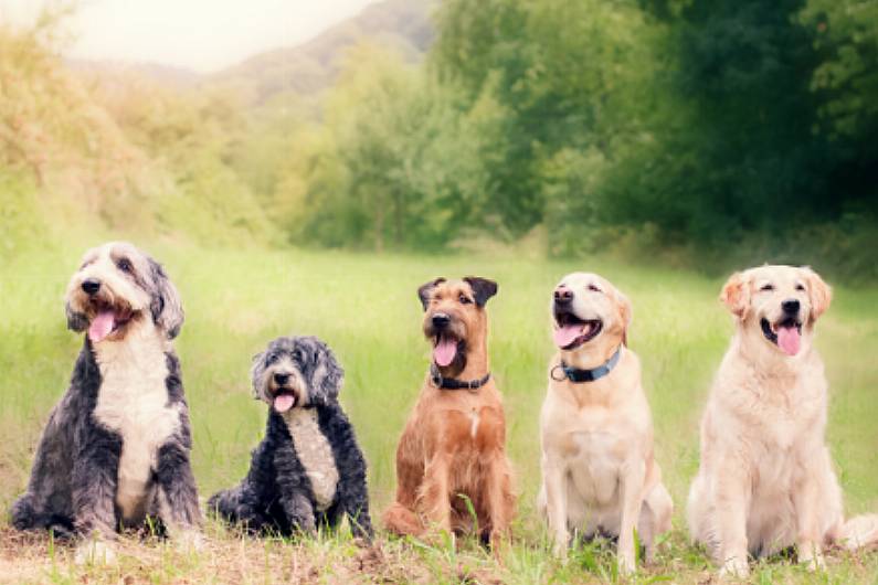 Bitten by dogs three times on election campaign