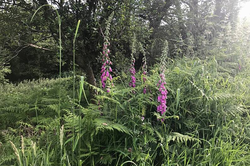 Biodiversity Conference set to take place in Monaghan