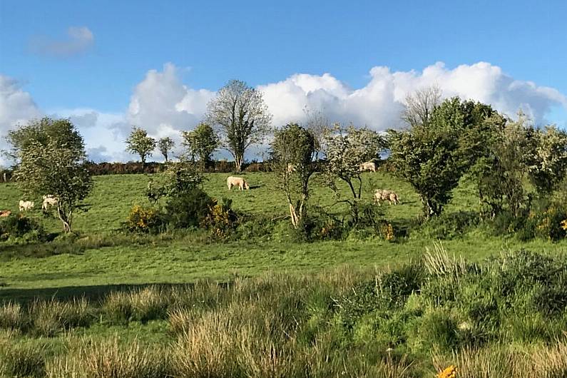 Listen Back: Biodiversity officer appointed to County Monaghan