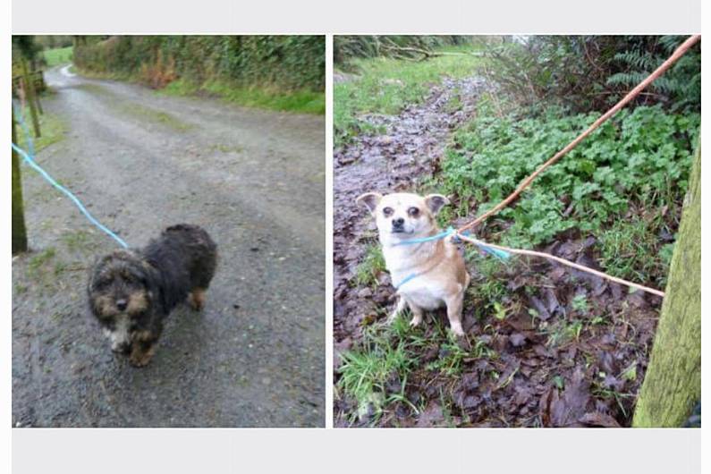 Abandoned Monaghan dogs found tied to pound's fence