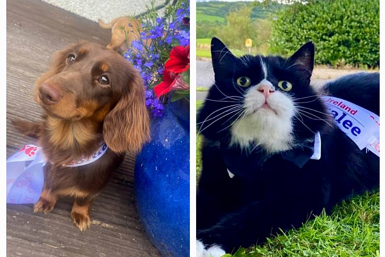 Listen Back: Local pets represent the region at this year's Nose of Tralee