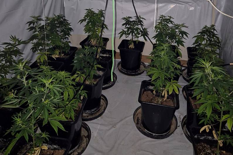 &euro;350,000 worth of cannabis plants discovered in Castleblayney