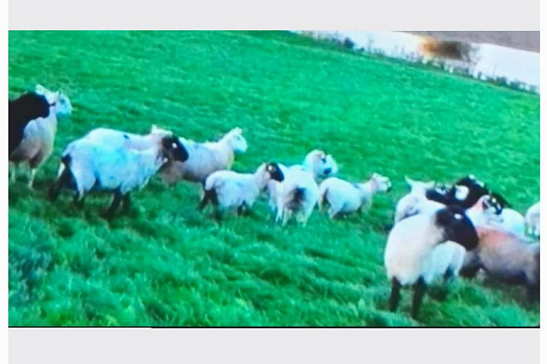 Garda issue appeal in relation to 15 sheep believed stolen