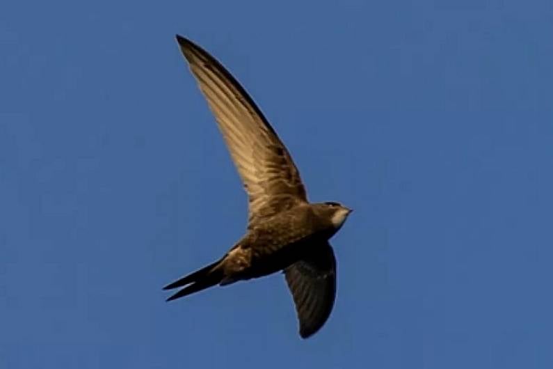 Listen Back: Survey underway in Monaghan to record swifts numbers in the county