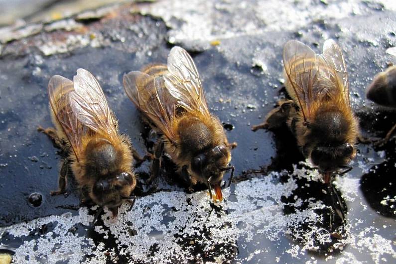 Listen Back: Cavan beekeepers host first honey show in Ballyhaise