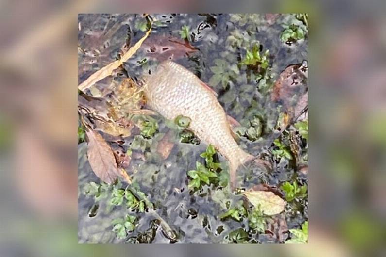 LISTEN BACK: Local anglers &lsquo;frustrated&rsquo; over recent fish kill