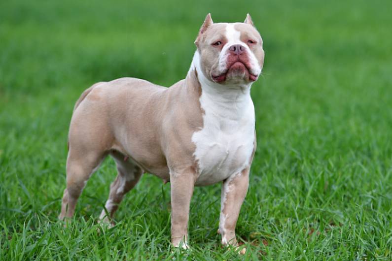 Humphreys expected to ban XL Bully dogs from next year