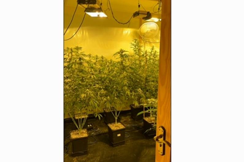 €218,000 worth of cannabis seized in Monaghan