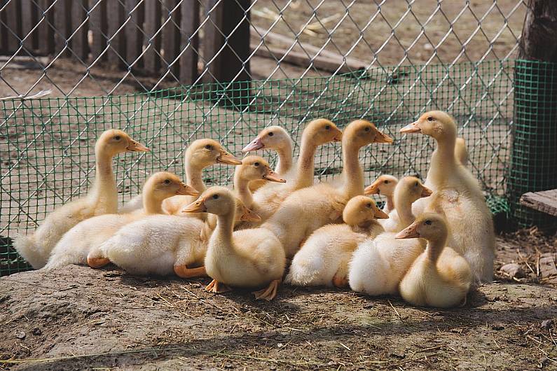 27,000 ducks culled after bird flu outbreak in Aughnacloy