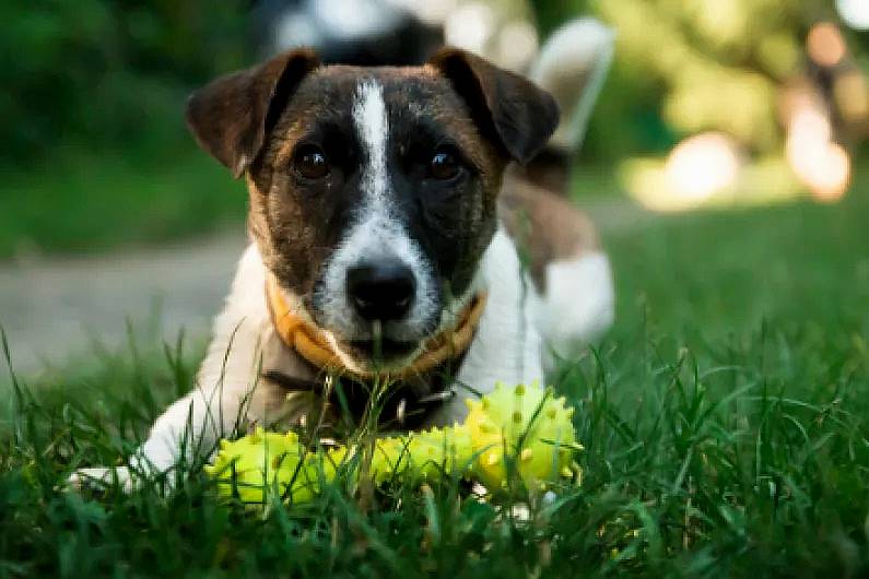 Anyone considering getting dogs are encouraged to check local pounds first