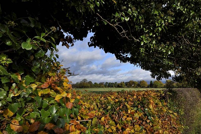 Local TD calls for 'urgent inclusion' of hedgerows and scrubland in forest cover inventory