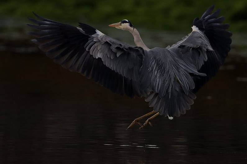 Virginia College student scoops top science festival photography award