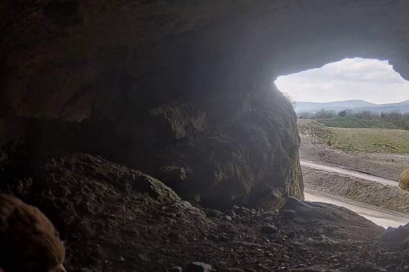 Two chicks hatch at Mannok's kestrel nest