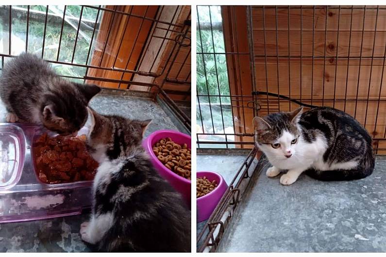 Severely malnourished cat put down after nine dumped at Cavan Kitten Cottage