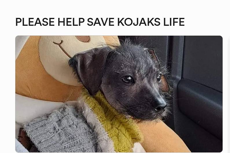 Listen Back: Please help save Kojak's life