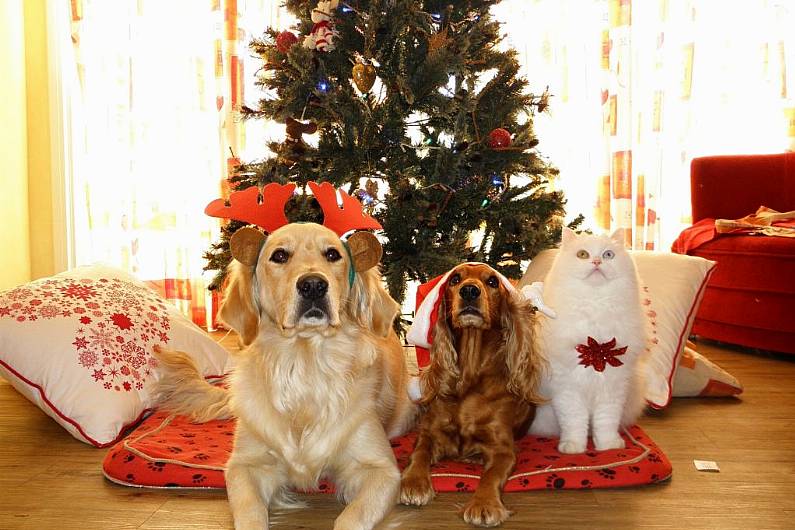 Local pet owners urged to be cautious over festive treats