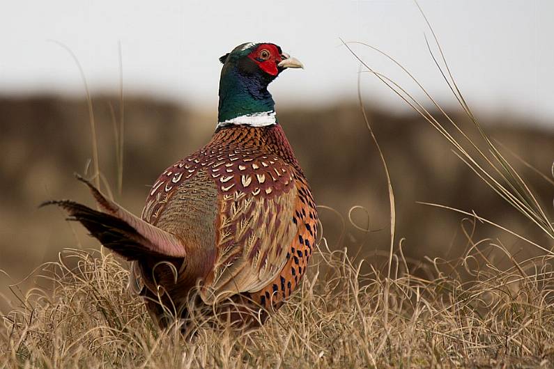 Local Game Council rep says conservation is biggest part of gun club events