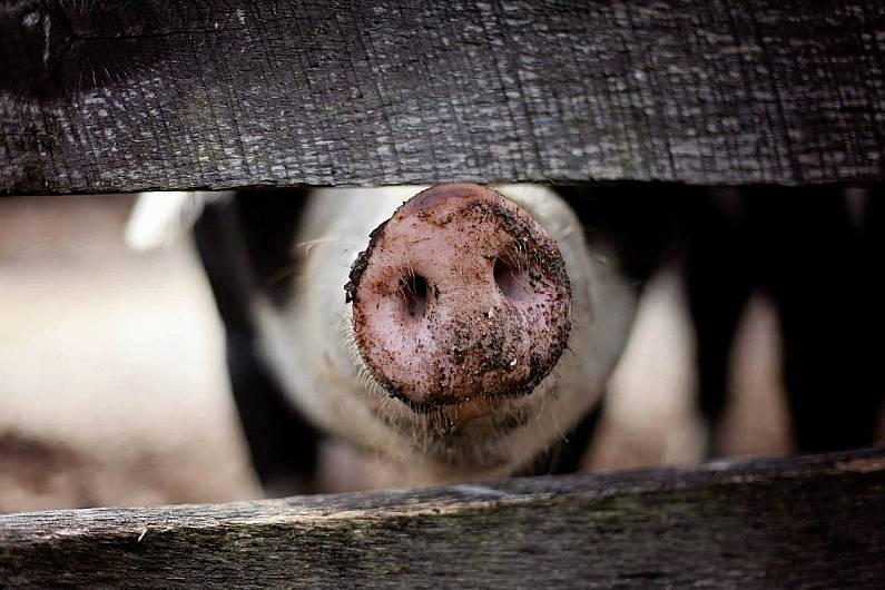 Local farmer says pigs are kept in &quot;highest standards&quot; following claims they &quot;never see sunlight&quot;