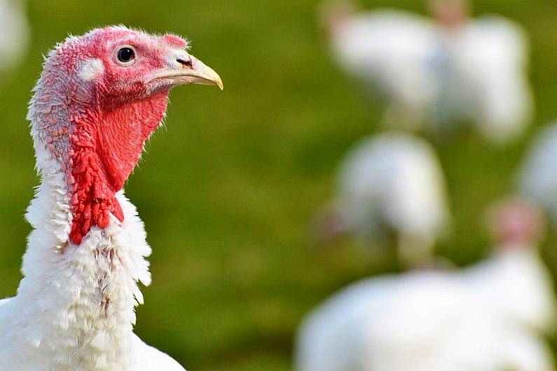 Ireland in 'high risk period' for bird flu after detection in Co Monaghan