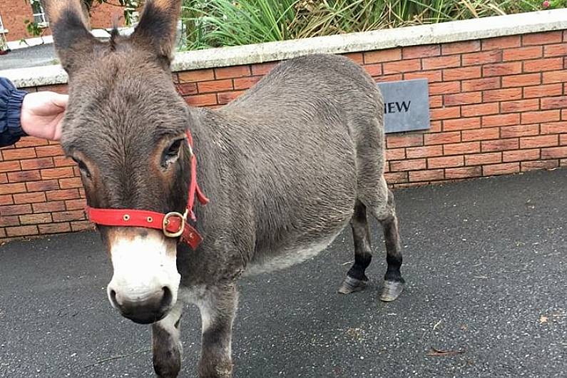 Donkey reunited with owner after 'great escape' in Co Cavan