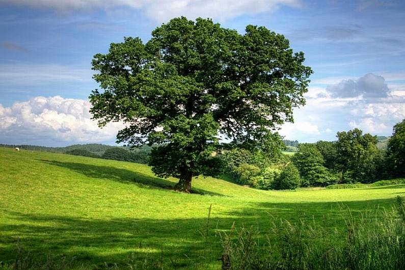 Cavan councillor calls for action on Ash Dieback