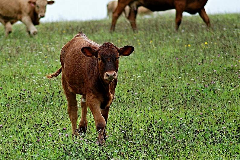 Monaghan farmer defends live exports of cattle from Ireland