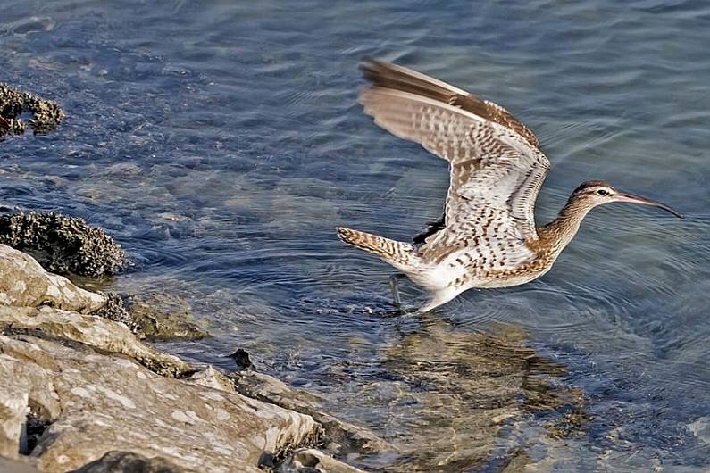 Decline of 98 percent of curlew birds in Ireland compared to the 1980s