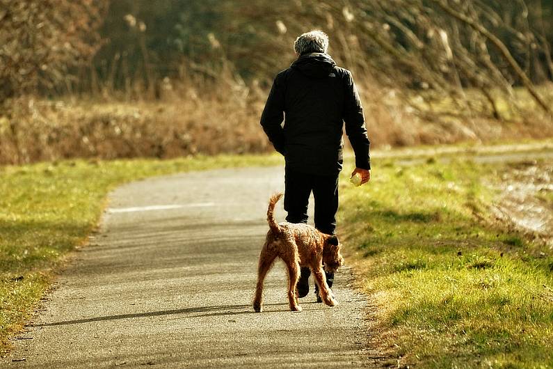 119 stray dogs admitted to Cavan Dog Pound in 2019