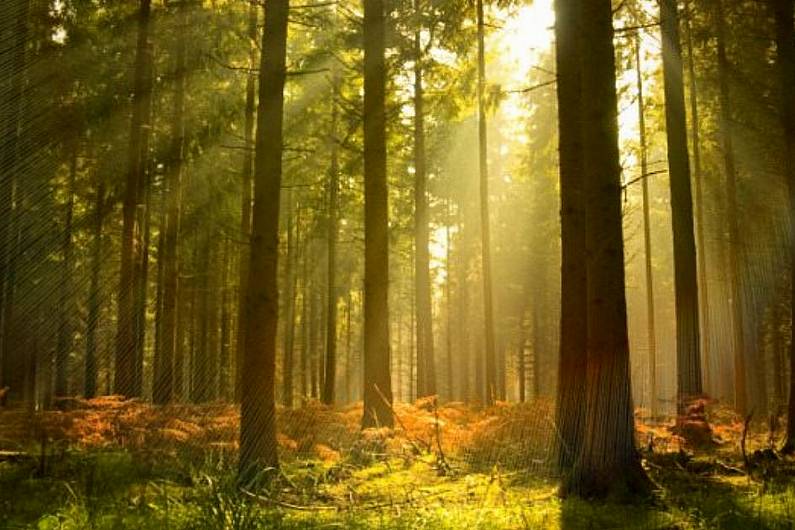 Cavan councillor calls for 'key forestry' to be designated as 'non-commercial recreation forests'