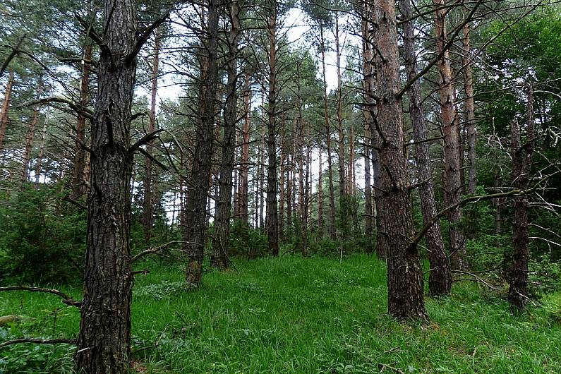 Investigations continue into discovery of two bodies in Co Meath at weekend