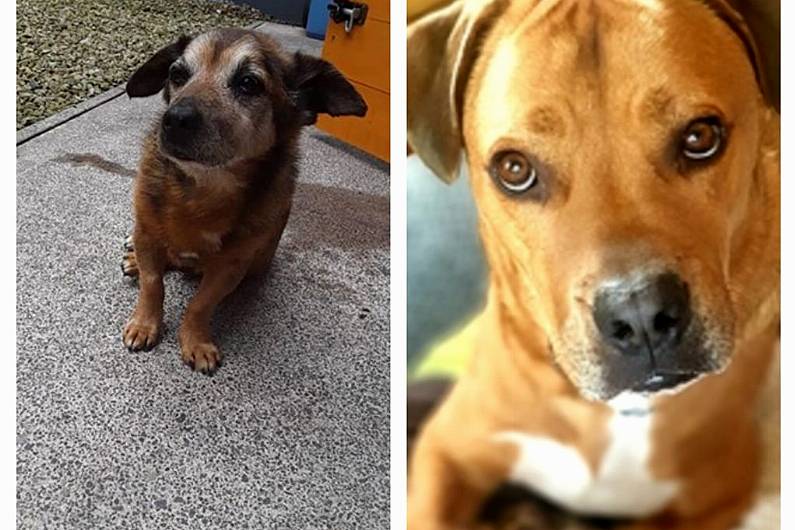 Two local dogs need your votes to become this year's Nose of Tralee