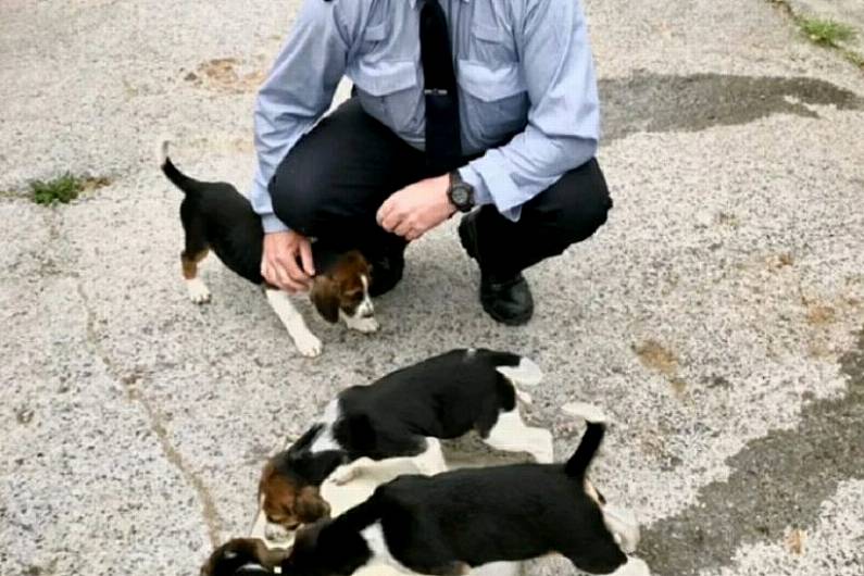 Local Garda&iacute; involved in operation to recover stolen dogs