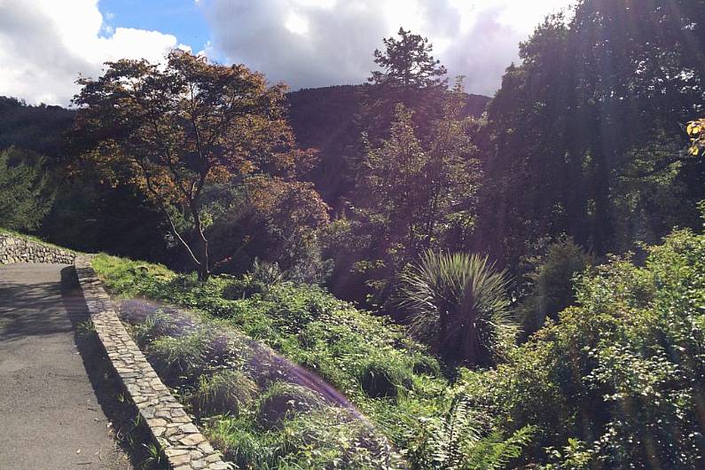 Cavan councillor calls for new scheme for local roadside tree management