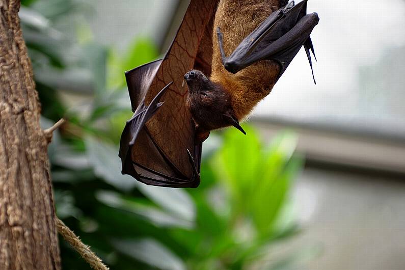 Listen Bat: Bat survey set to take place in Monaghan next year