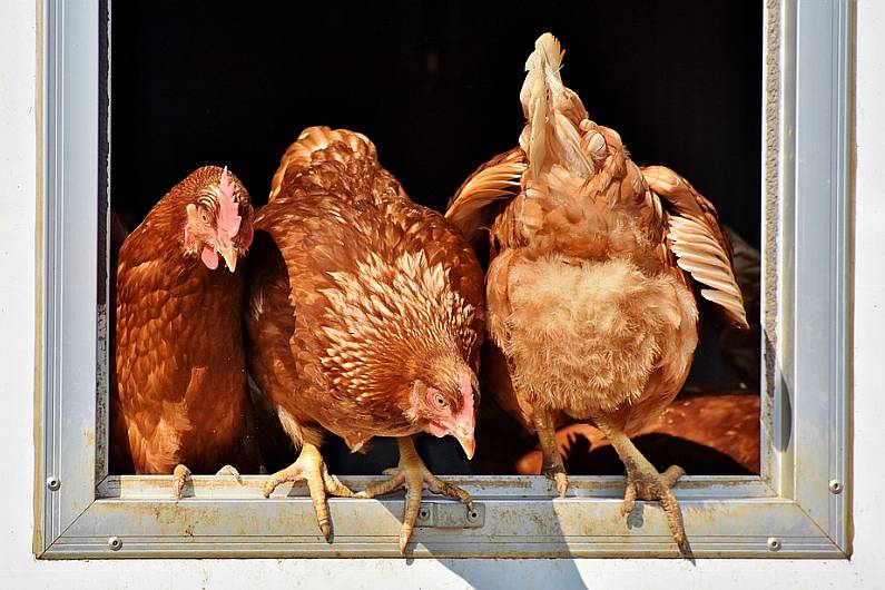 Case of new bird flu strain detected in Ballybay