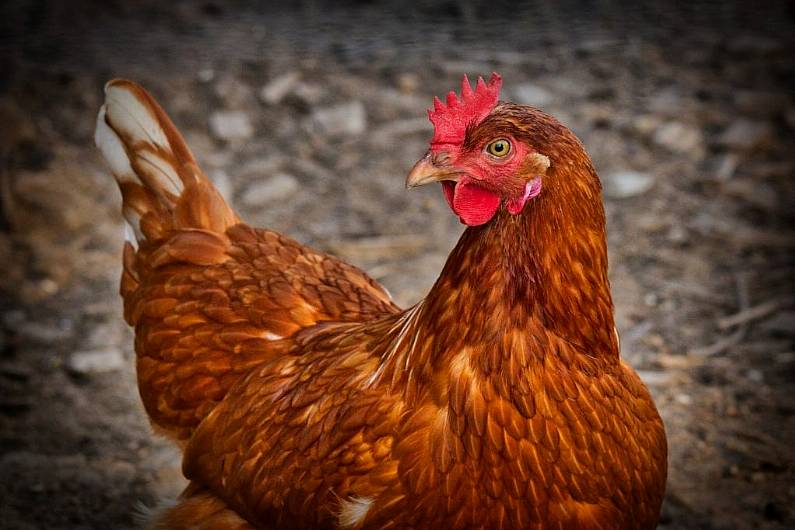 Local IFA pig and poultry farmers protesting in Cavan this morning