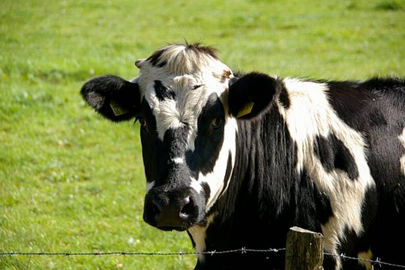 Cavan IFA event on TB tonight open to everyone