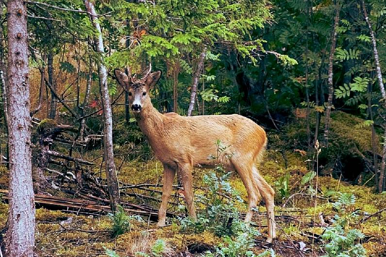 Department of Agriculture officials say there is 'no evidence' deer contribute to TB incidence rates in Monaghan