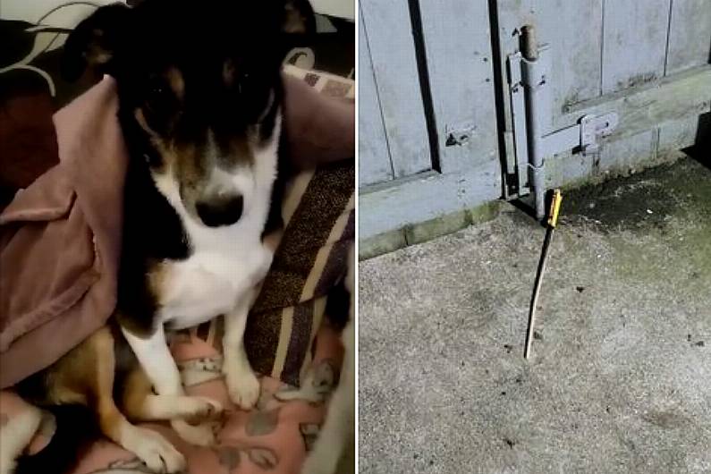 Owner of Cavan pet sanctuary hits out at those behind firework attack on their shelter