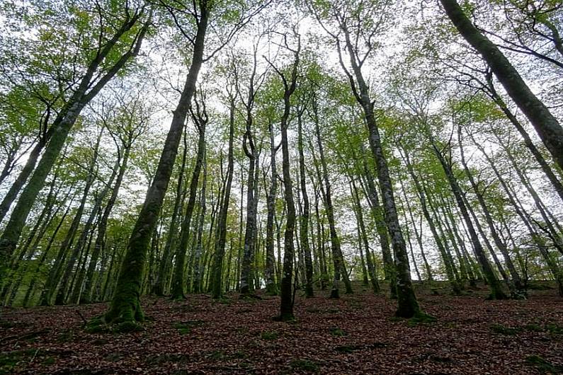 Woodlands of Ireland to host major conference in Cavan