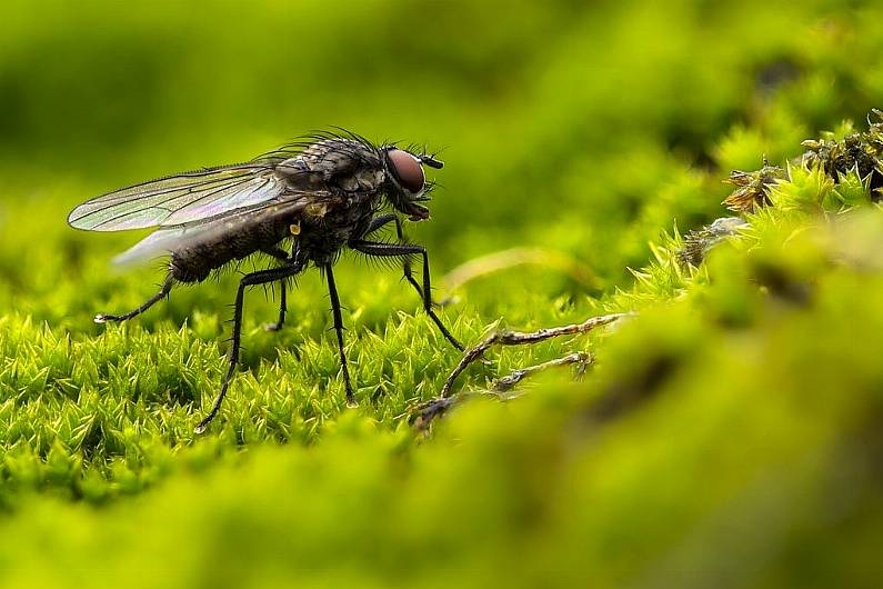 Cavan is the fifth-highest county for fly infestations