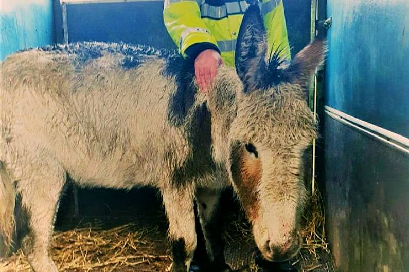 Garda&iacute; investigating &quot;serious case of neglect and cruelty&quot; after donkey found on Cavan-Longford border